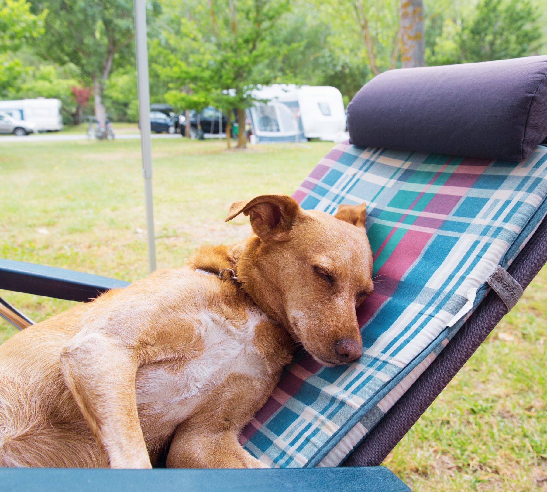 Camping De Meeuw met hond